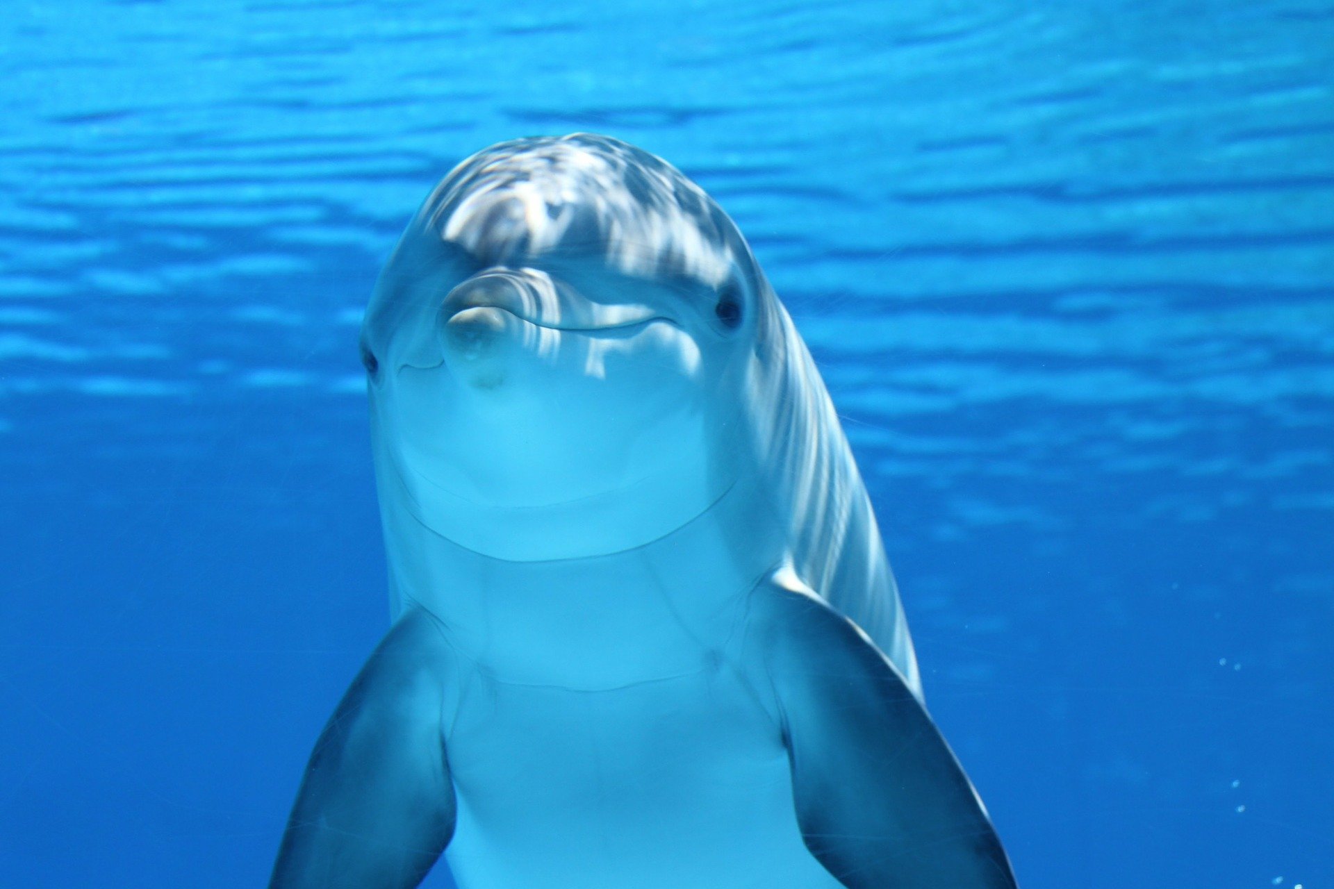 Multispecies Ethnography: Dolphins